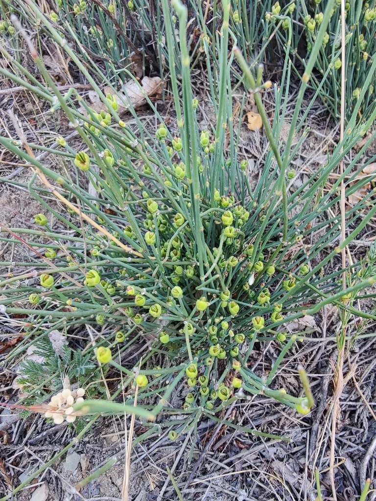 Ephedra Distachya