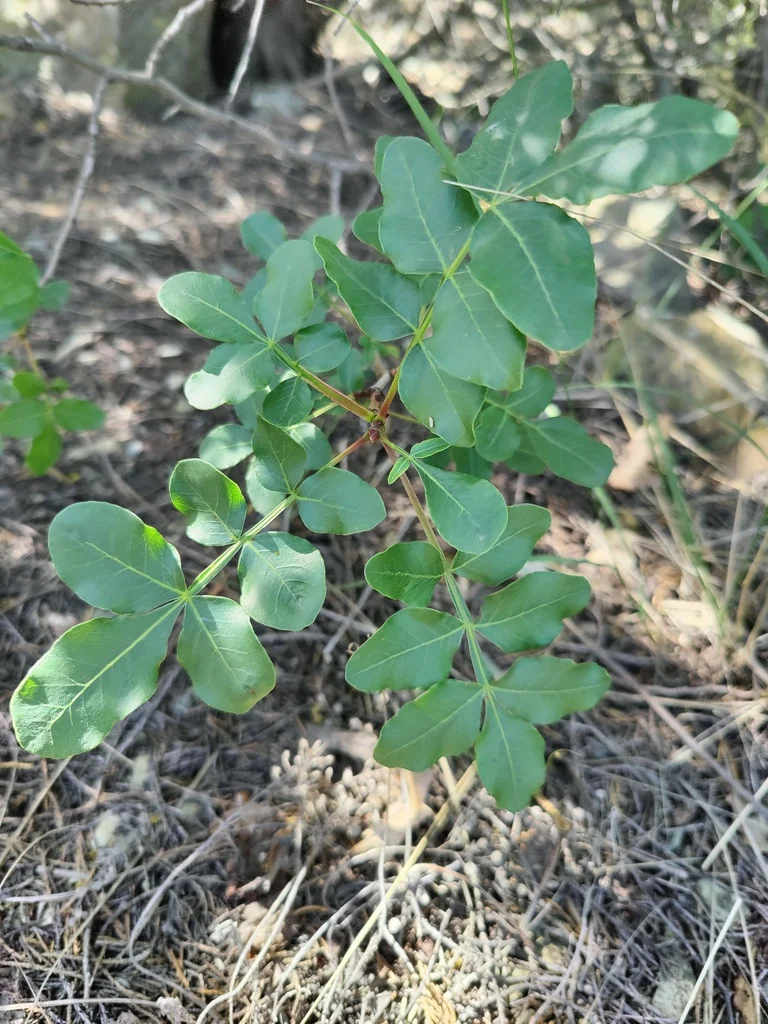Pistacia Atlantica