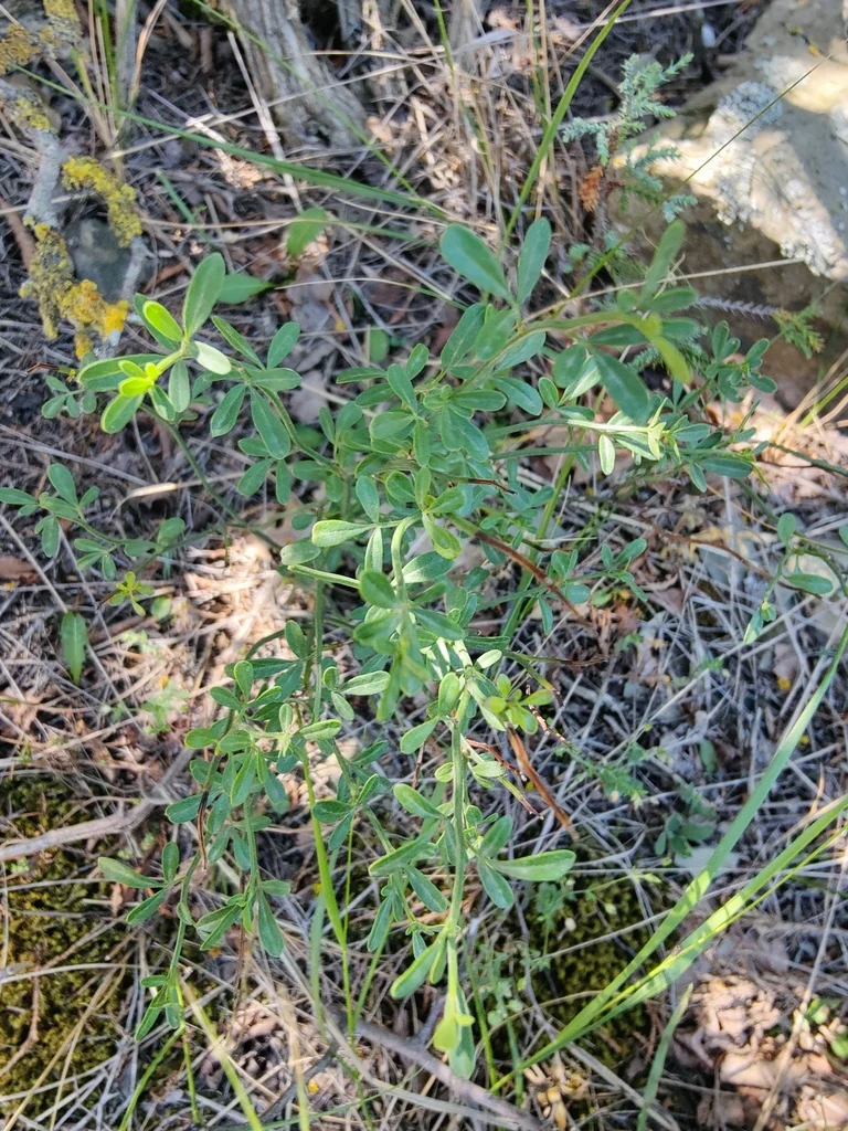 Jasminum Humile