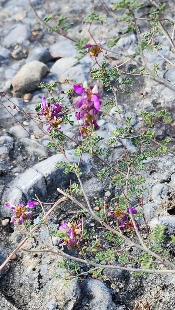 Dalea Frutescens
