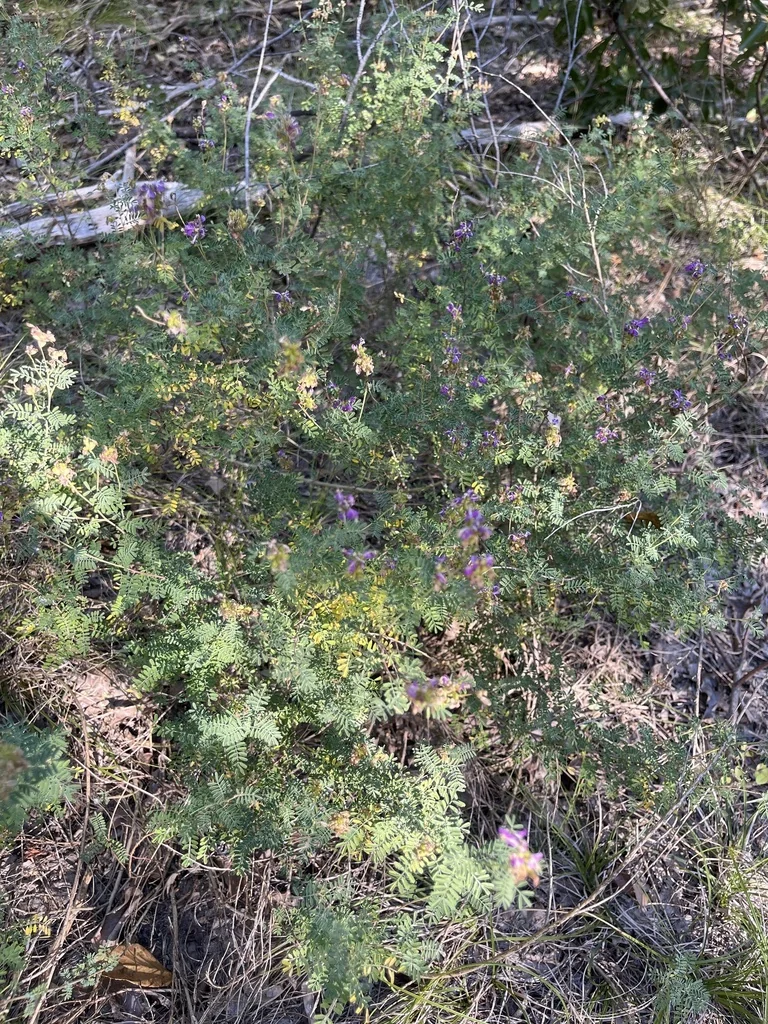 Dalea Frutescens