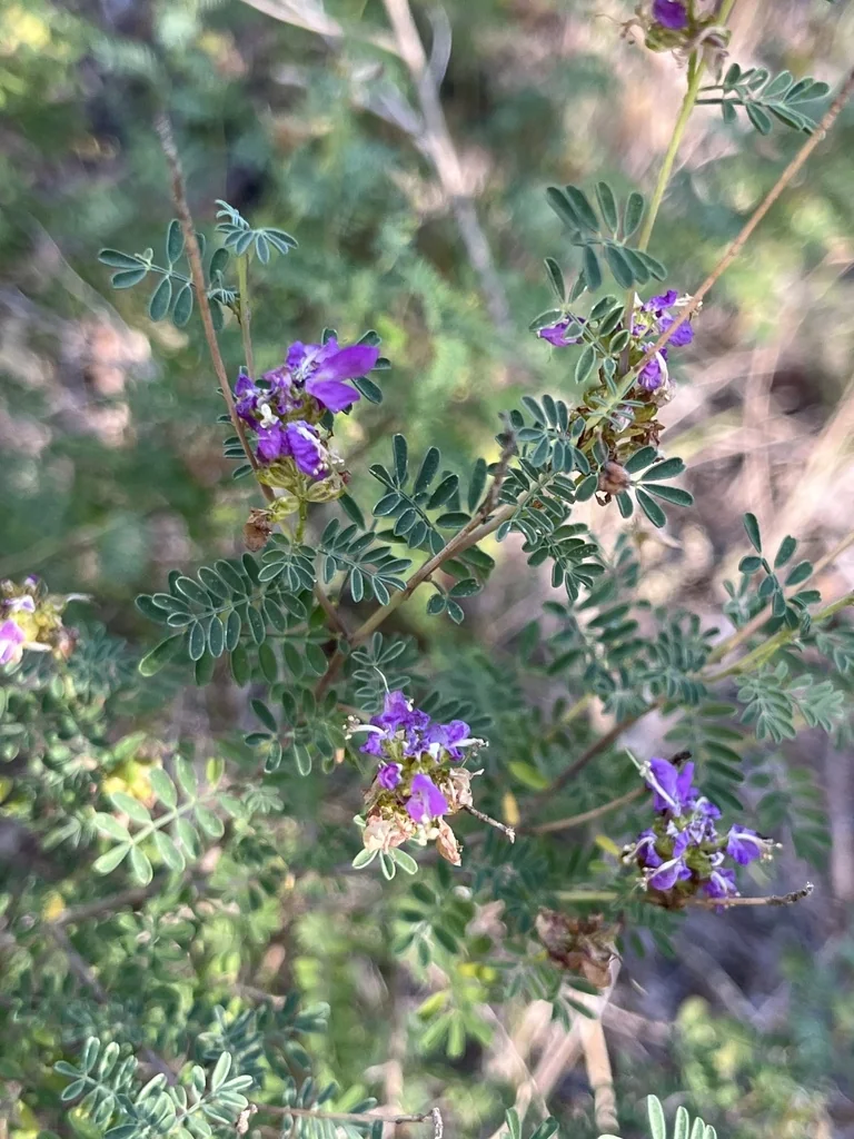 Dalea Frutescens