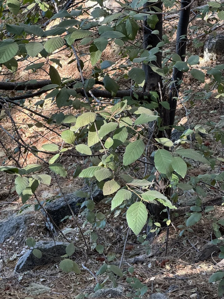 Alnus Rhombifolia