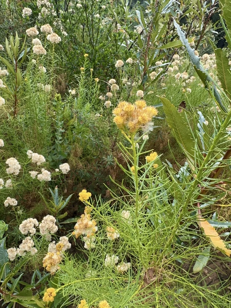 Ericameria Arborescens