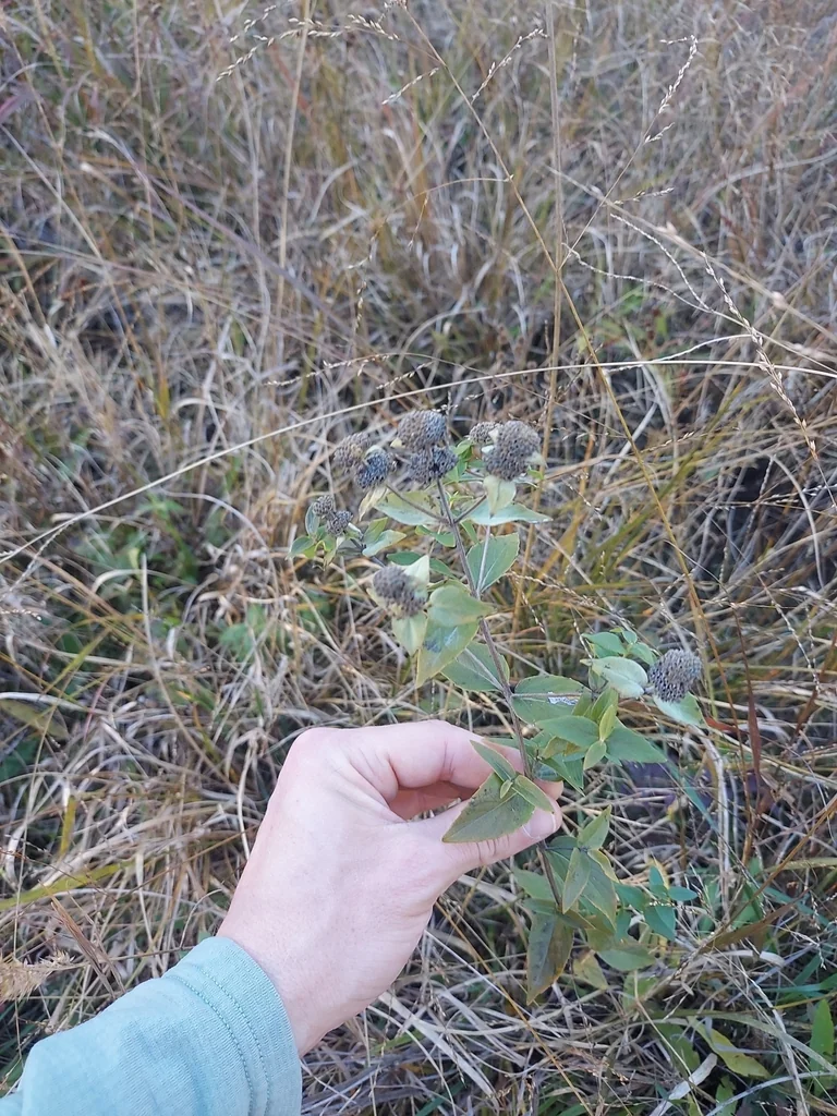 Pycnanthemum Muticum