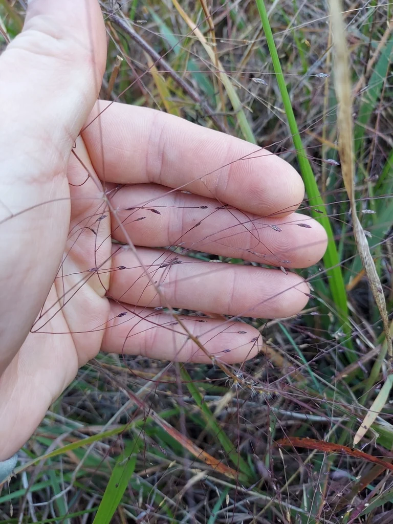 Eragrostis Spectabilis