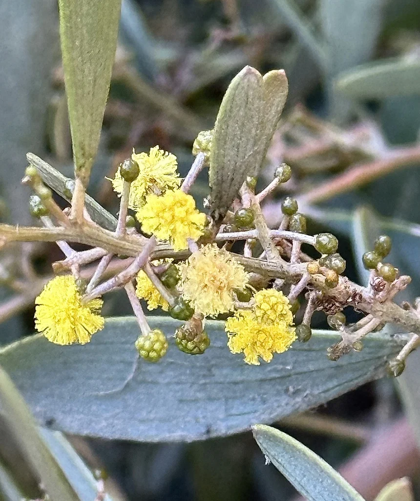 Acacia Redolens