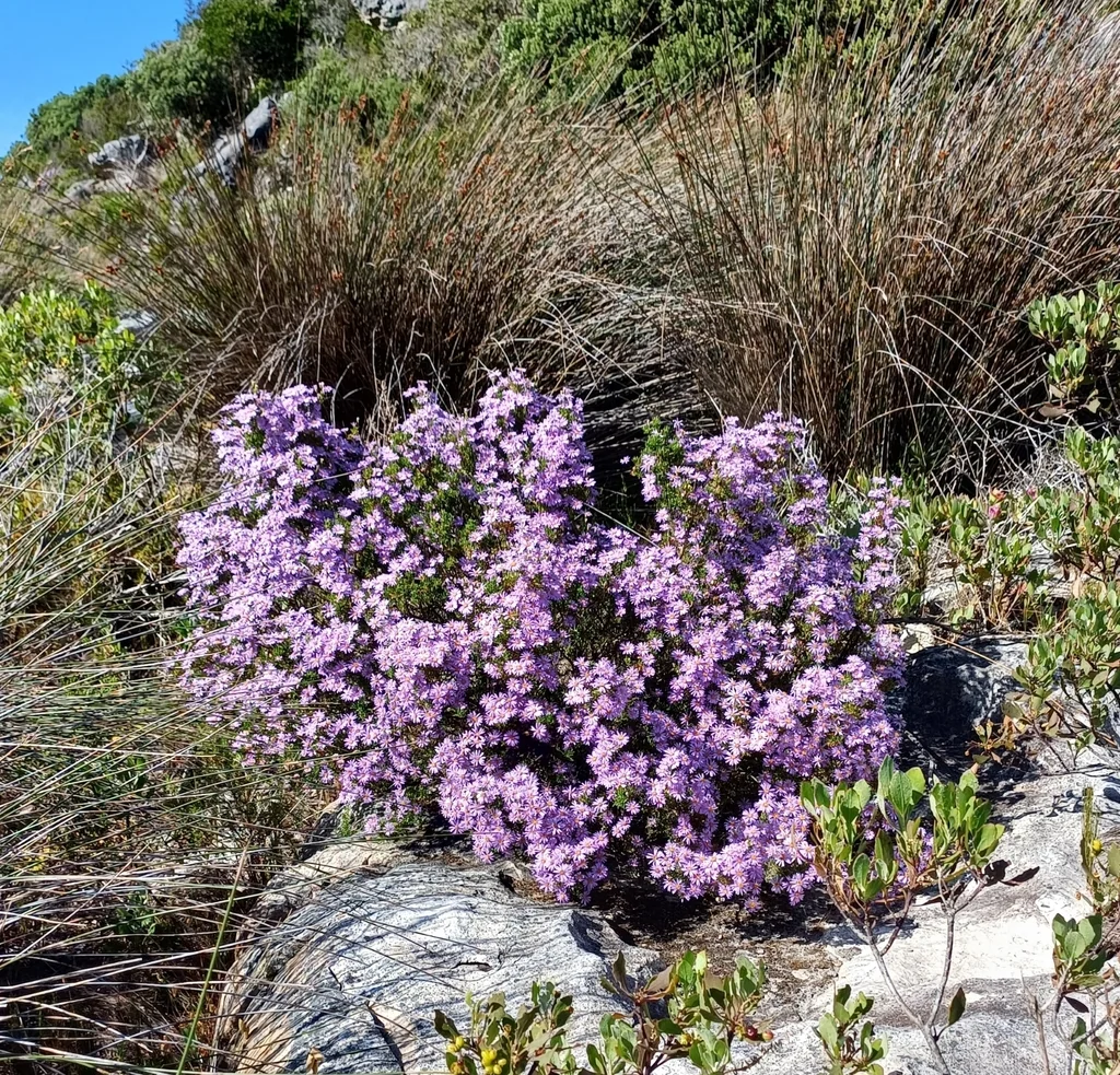 Felicia Fruticosa