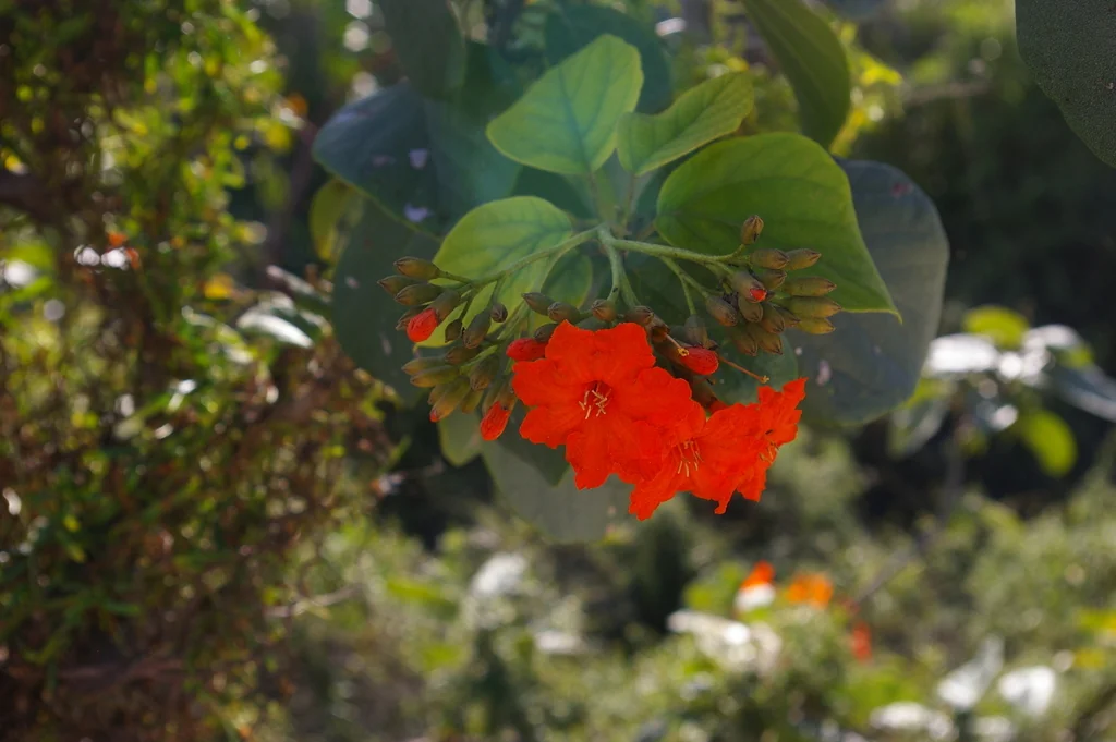 Cordia Sebestena