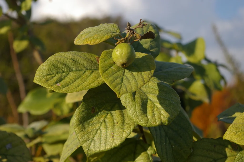 Cordia Sebestena