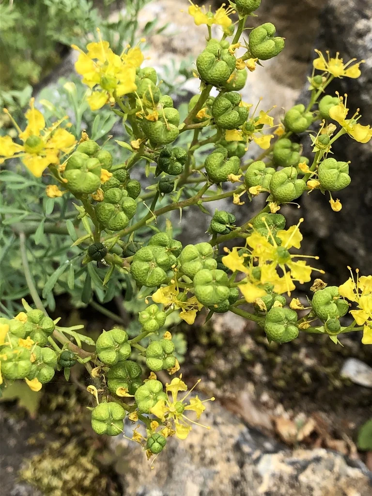 Ruta Graveolens