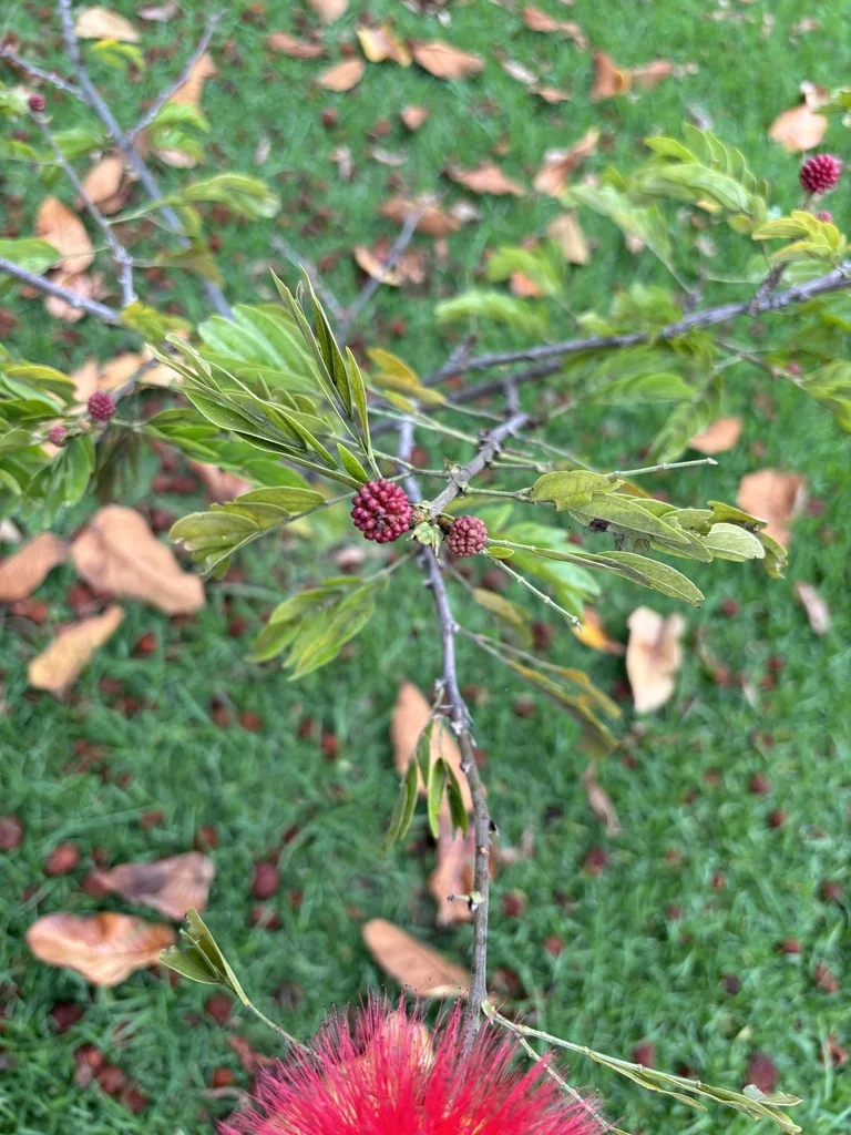 Calliandra Haematocephala