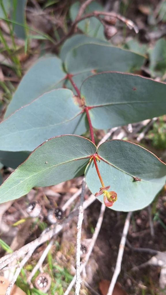 Eucalyptus Leucoxylon