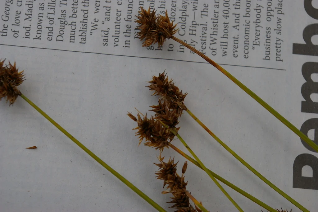 Carex Pachystachya