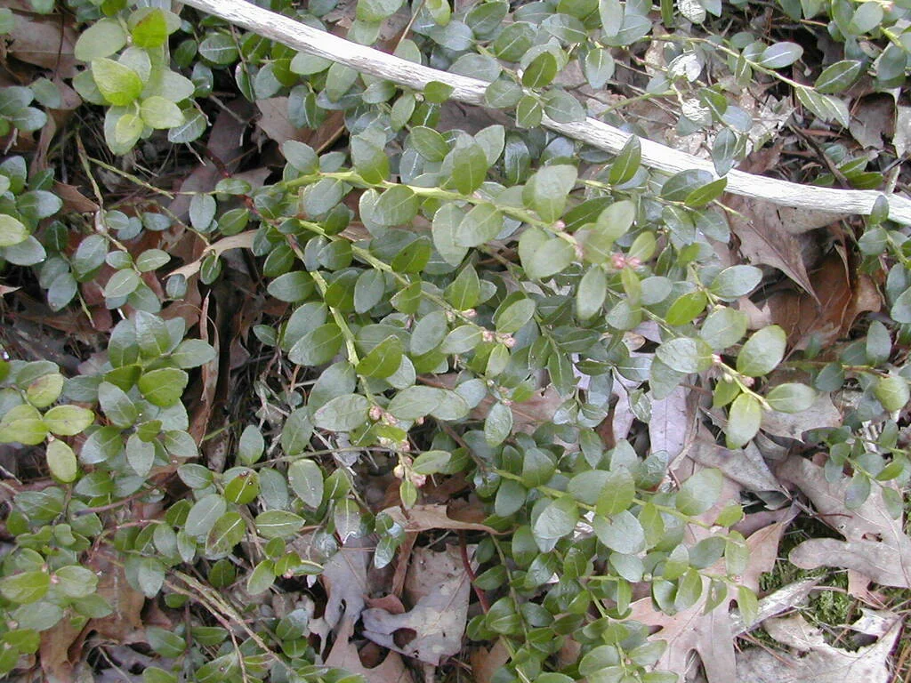 Gaylussacia Brachycera