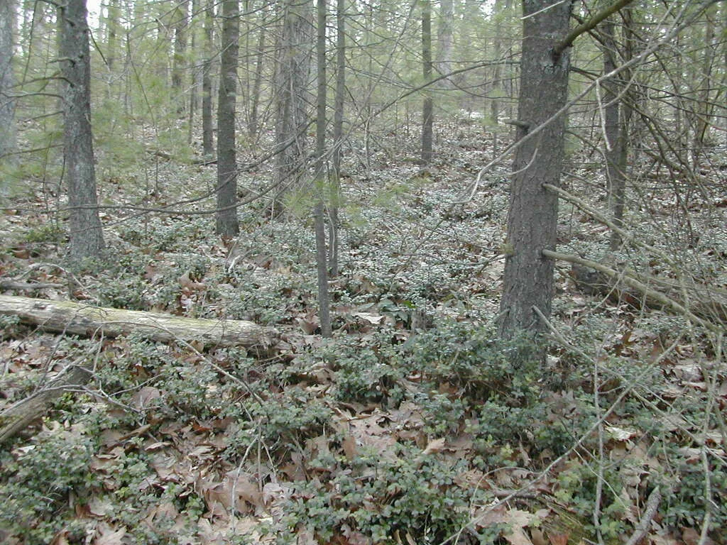Gaylussacia Brachycera