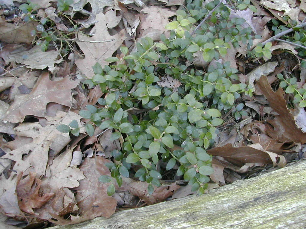 Gaylussacia Brachycera