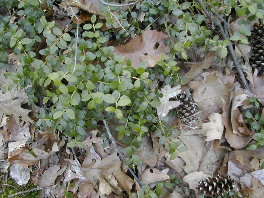 Gaylussacia Brachycera