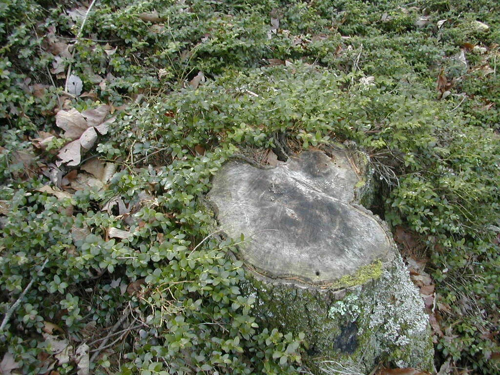 Gaylussacia Brachycera