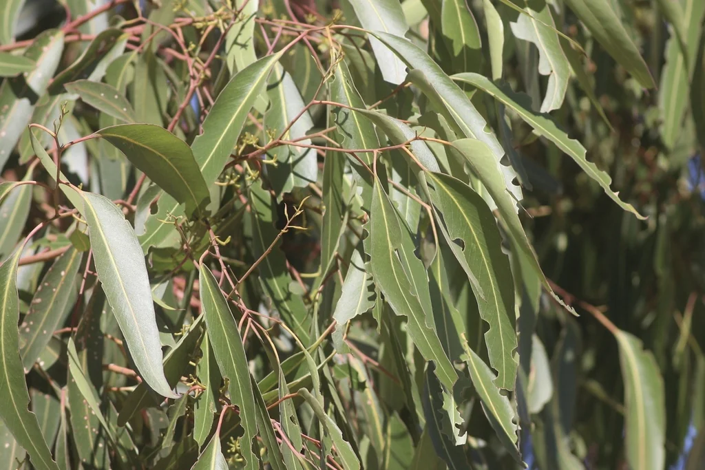 Eucalyptus Cladocalyx