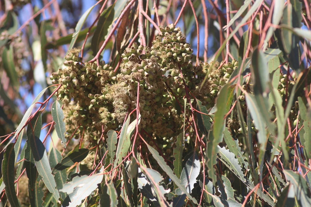 Eucalyptus Cladocalyx