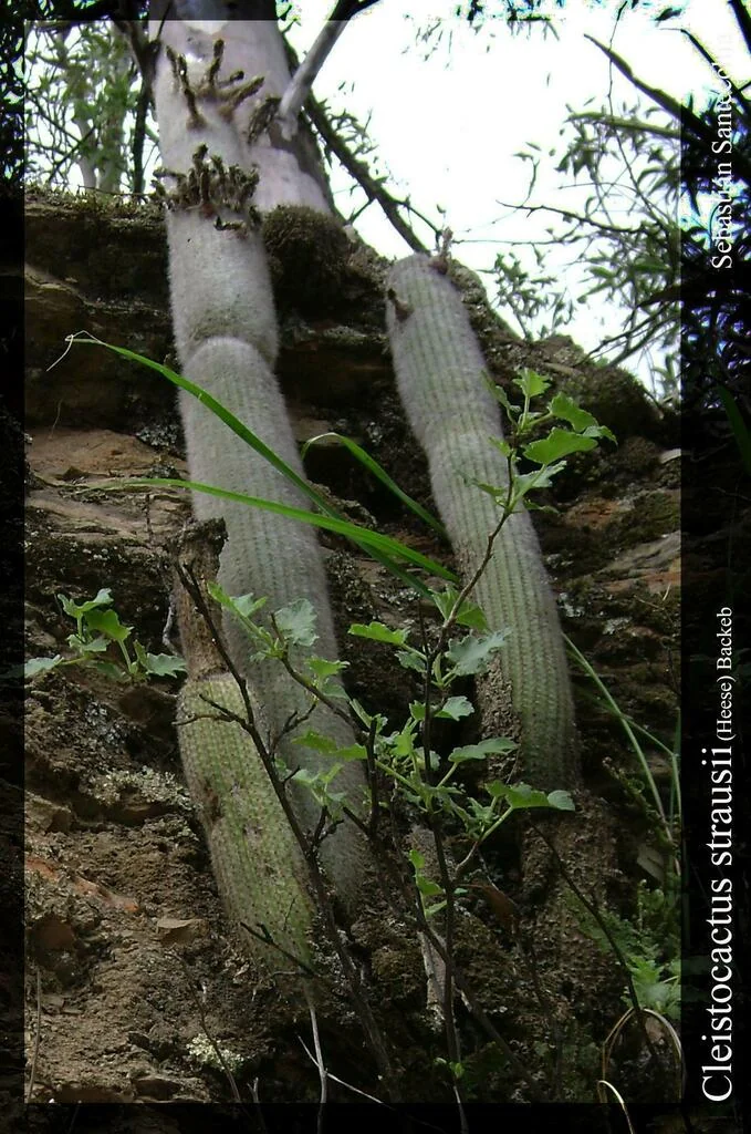 Cleistocactus Strausii