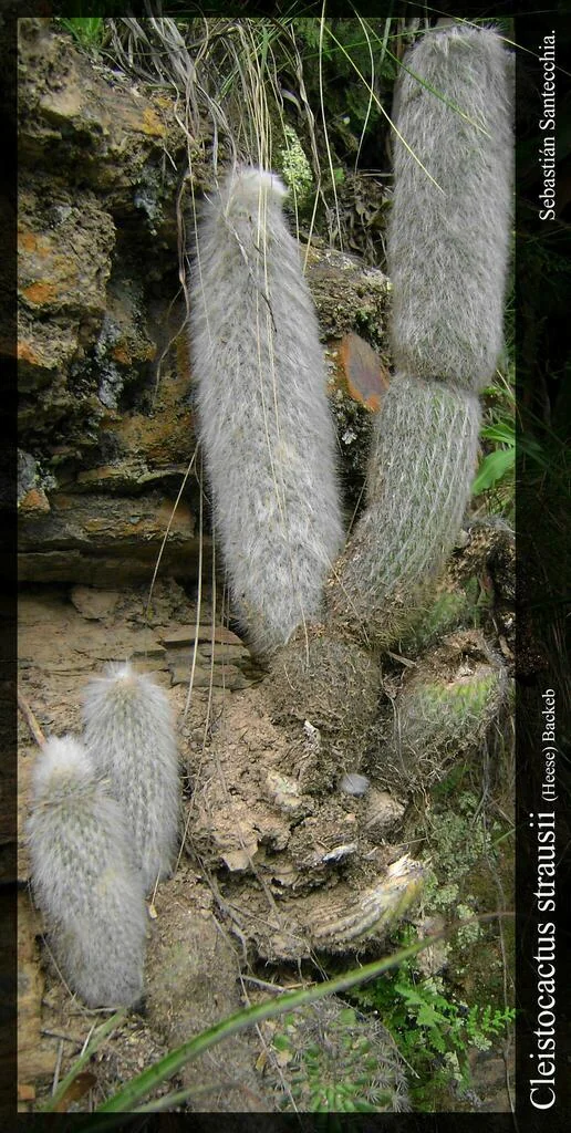 Cleistocactus Strausii
