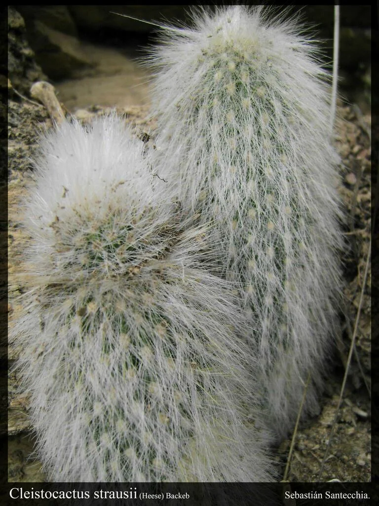 Cleistocactus Strausii