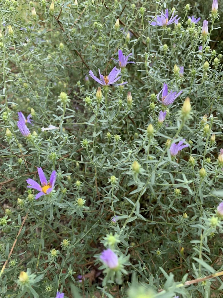 Symphyotrichum Oblongifolium