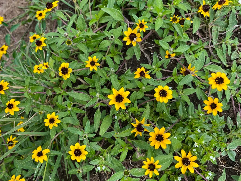 Sanvitalia procumbens