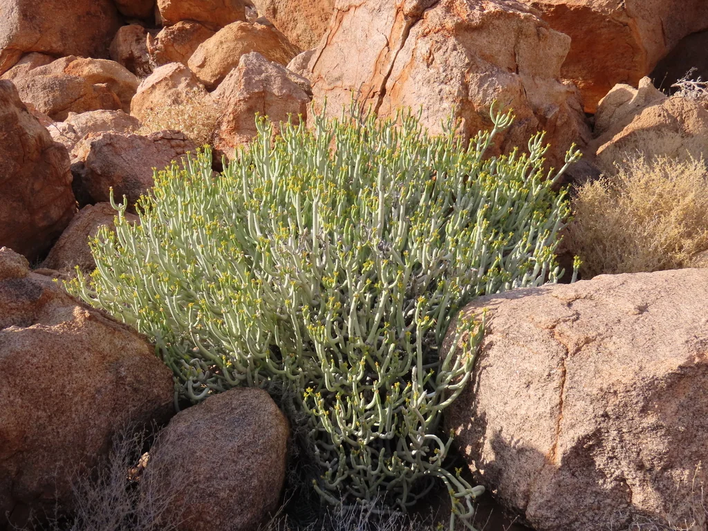 Euphorbia Mauritanica