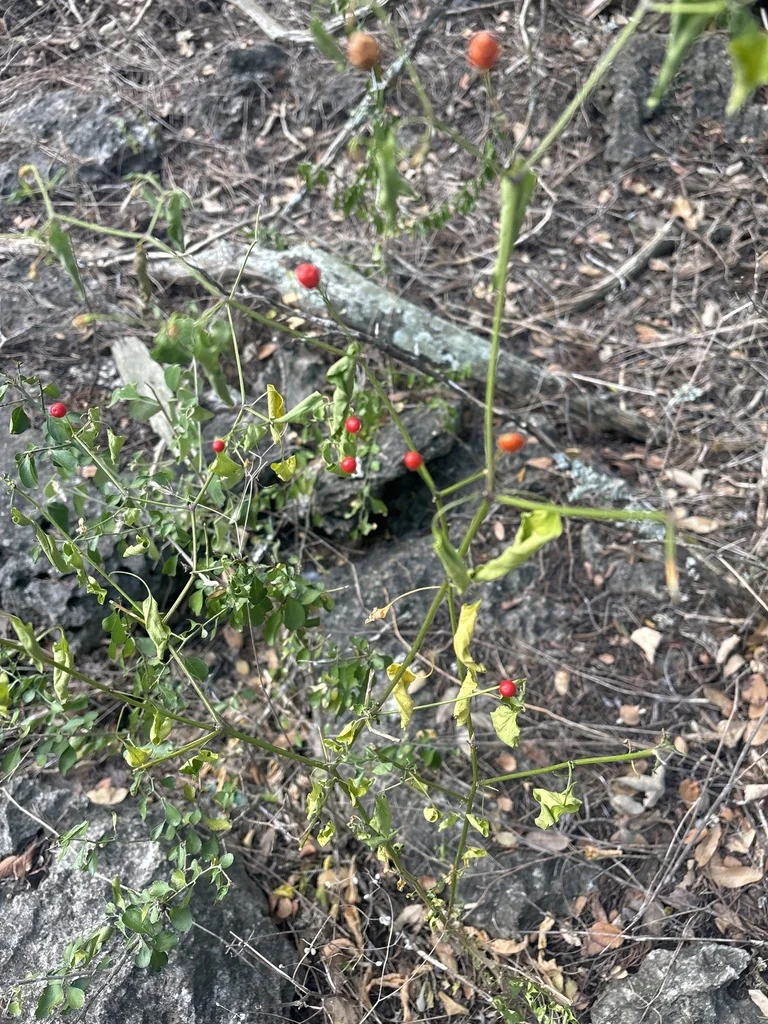 Capsicum annuum