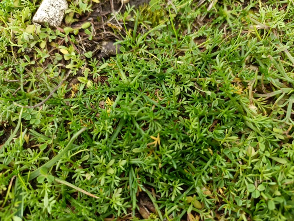 Chamaemelum Nobile