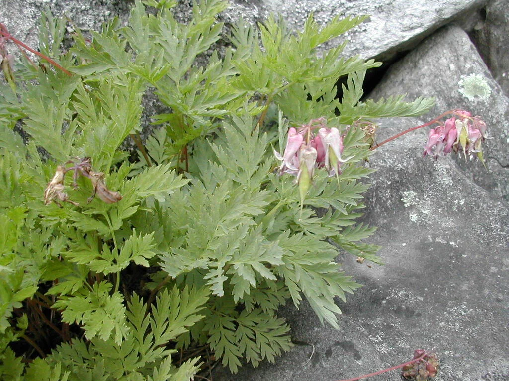 Dicentra Eximia