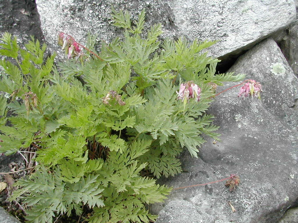 Dicentra Eximia
