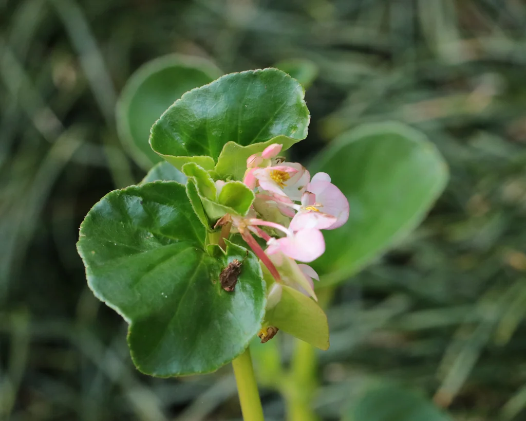 Begonia semperflorens
