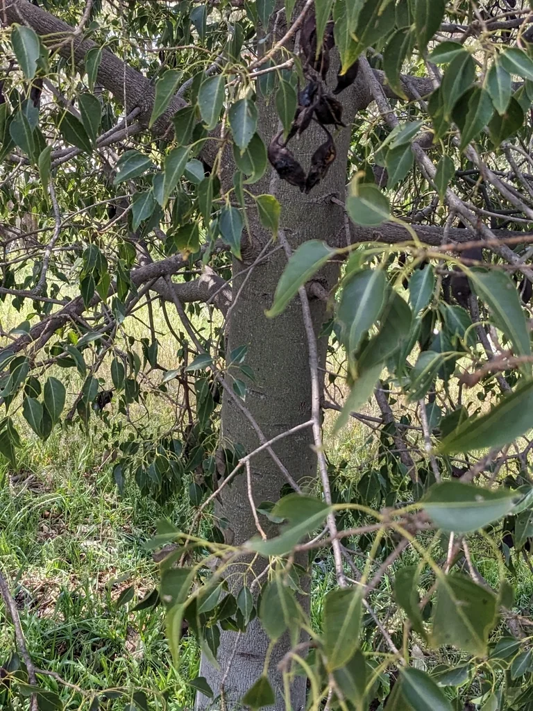 Brachychiton Populneus