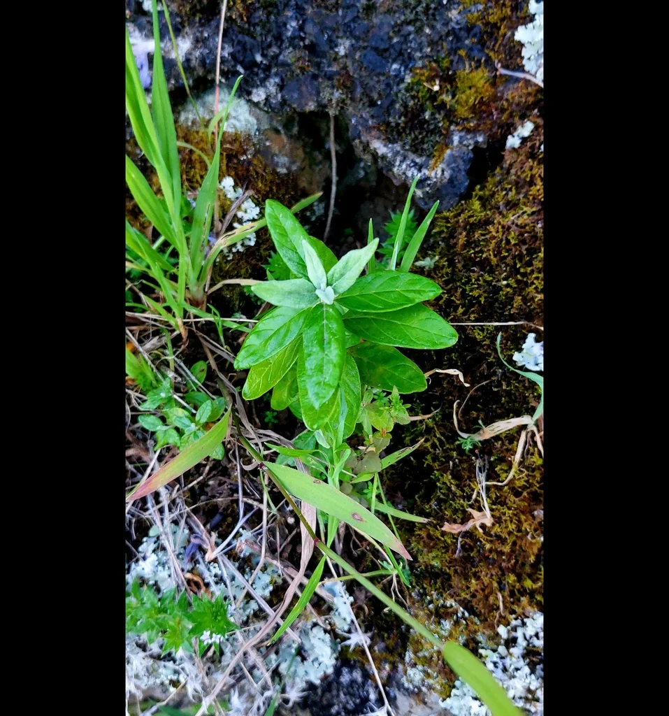 Teucrium Fruticans