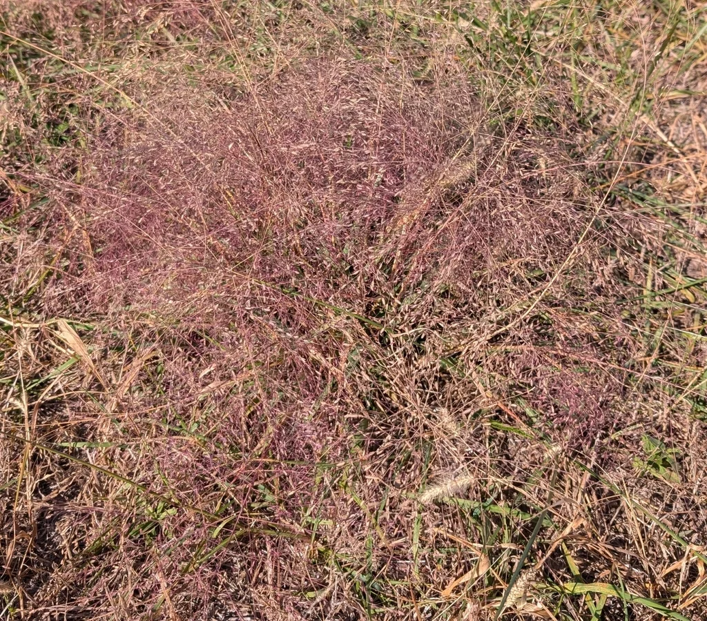 Eragrostis Spectabilis