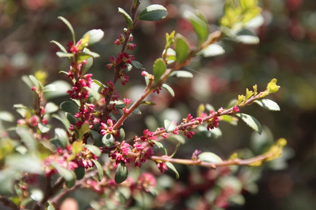 Myrsine Africana