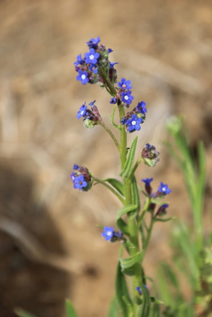 Anchusa Capensis