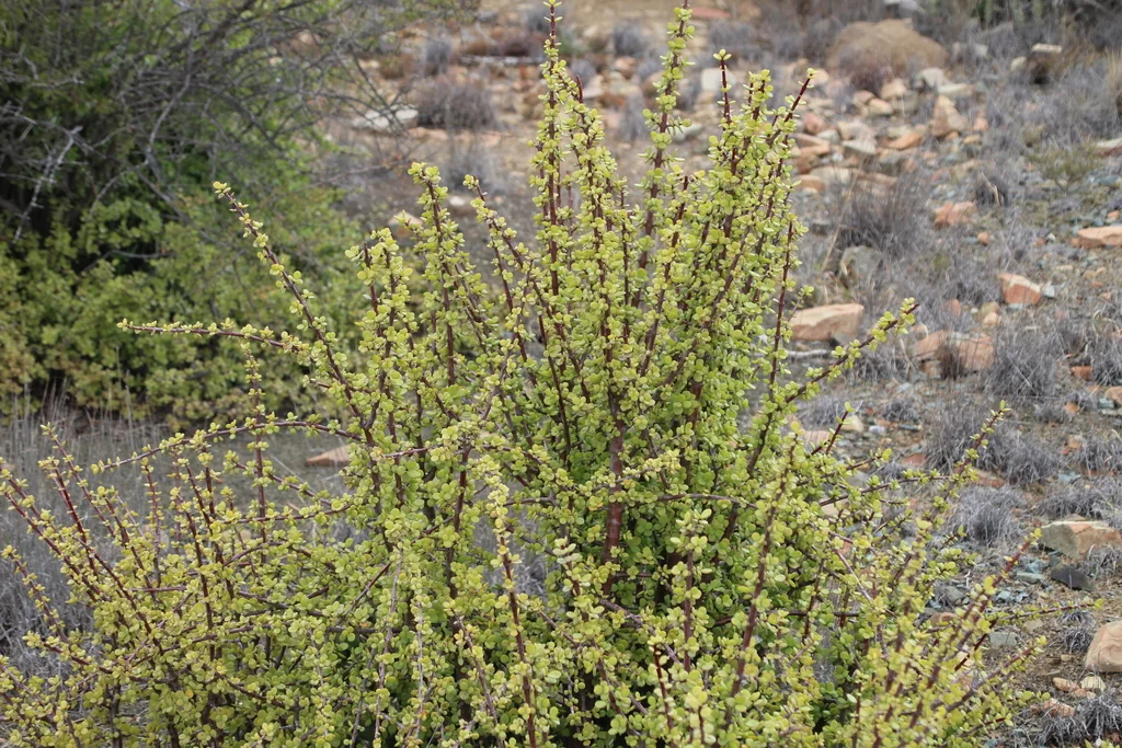 Portulacaria Afra