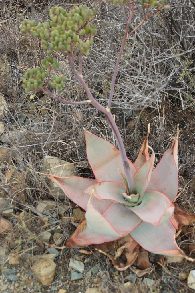 Aloe Striata