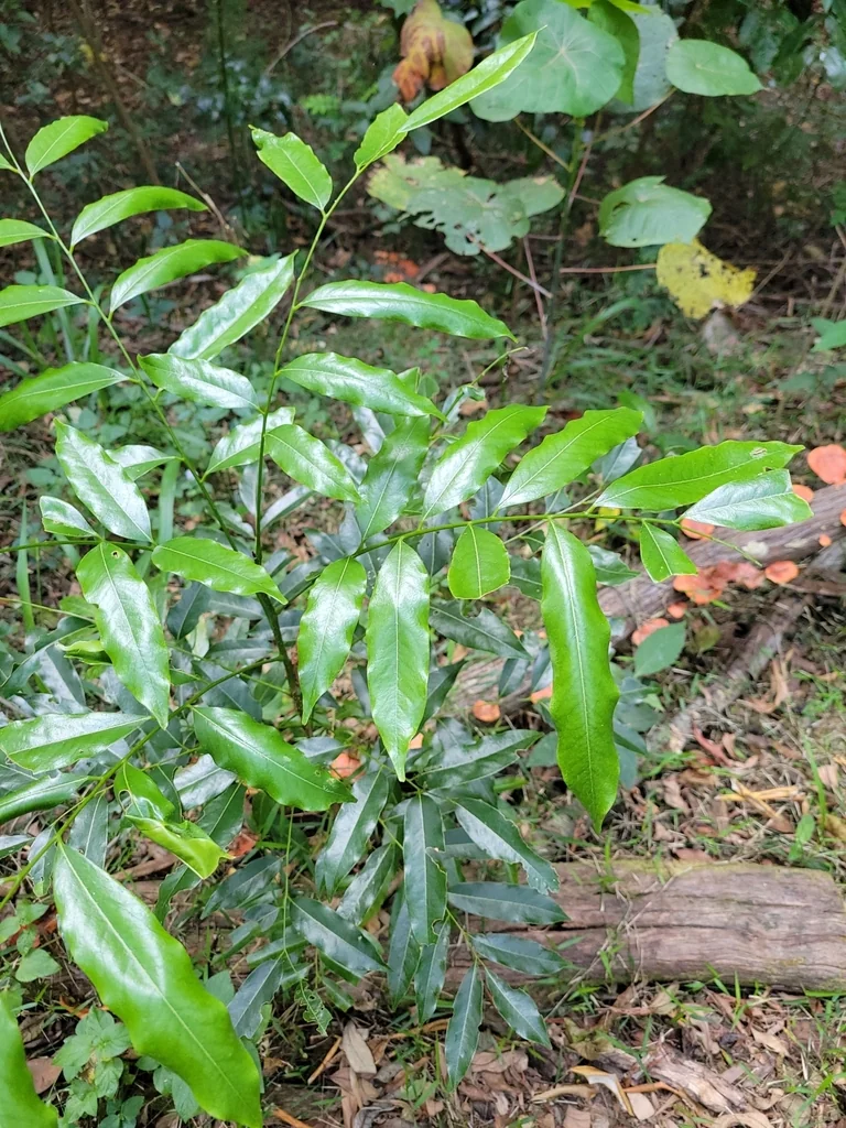 Castanospermum Australe