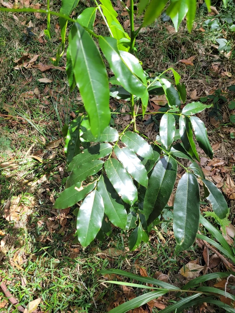 Castanospermum Australe