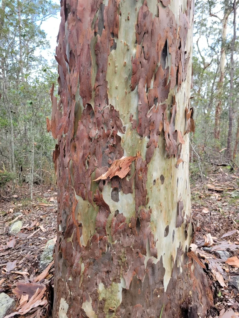 Eucalyptus Citriodora