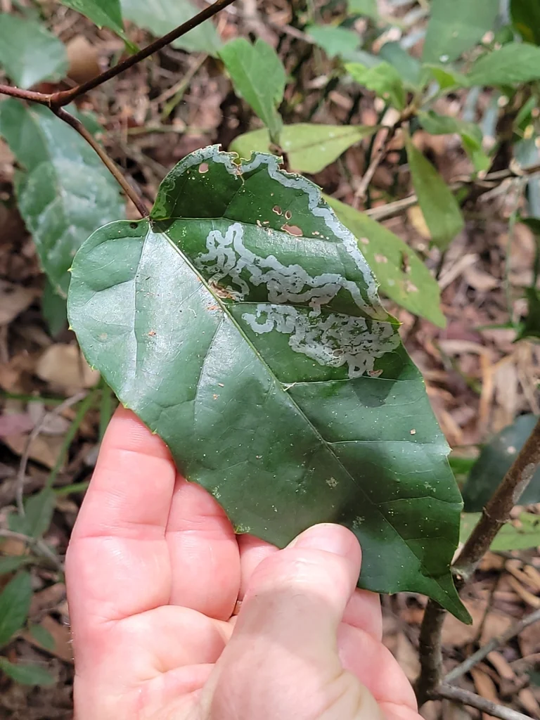 Cissus Antarctica