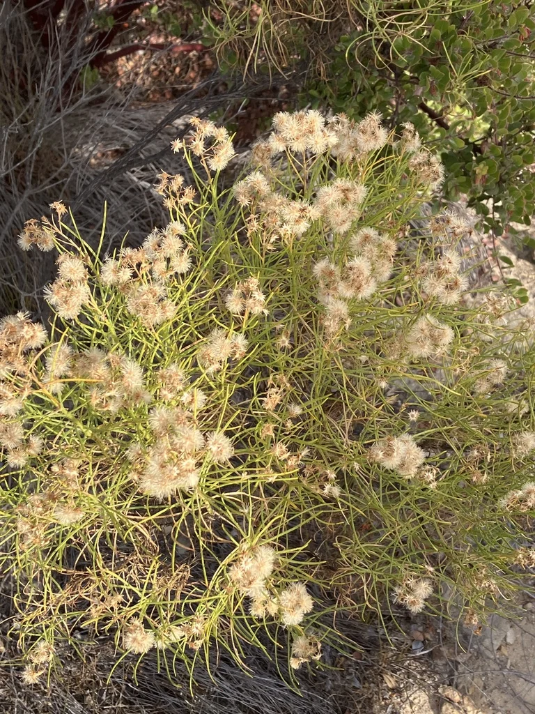 Ericameria Arborescens