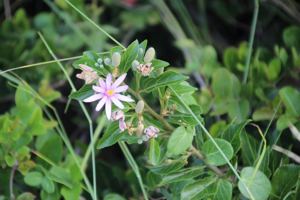 Grewia Occidentalis