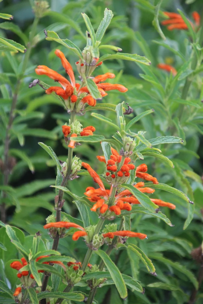 Leonotis Leonurus